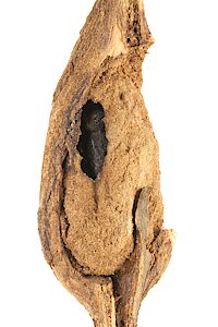 Chrysobothris sp. Bidentate pronotum, PL5692C, male, dead non-emerged adult, in Westringia rigida root gall, EP
